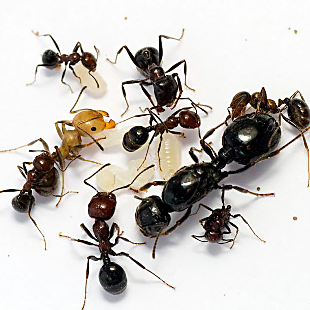 Messor structor — муравей жнец