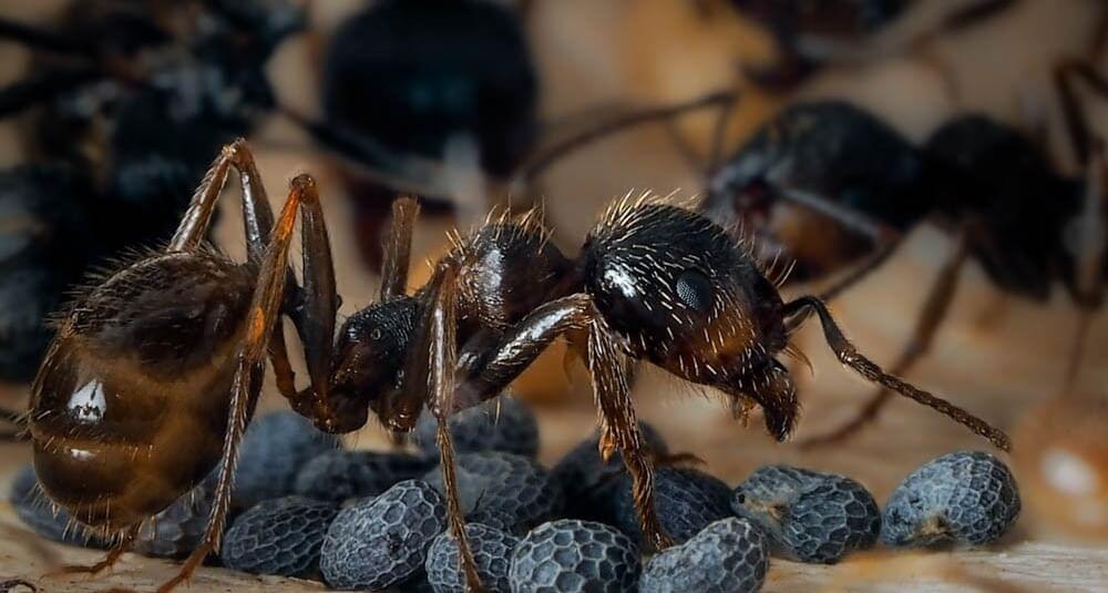 Виды муравьев для формикария