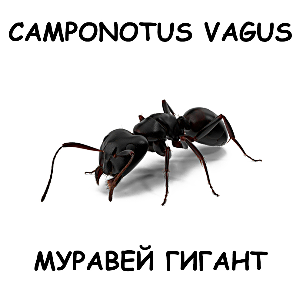 Camponotus Vagus — Муравей Гигант