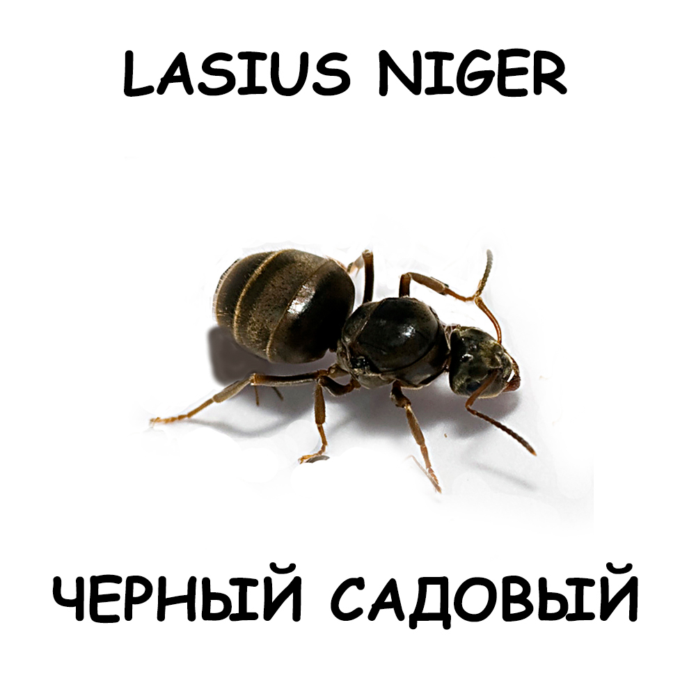 Lasius Niger — черный садовый