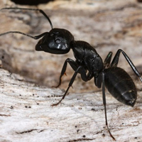 Содержание муравьев — Кампонотус Вагус