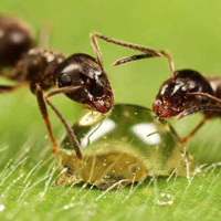 Как выбрать муравьев для фермы
