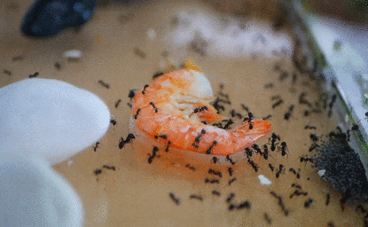 Корм для колонии муравьев